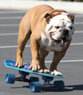 Bull Dog on Skate Board
