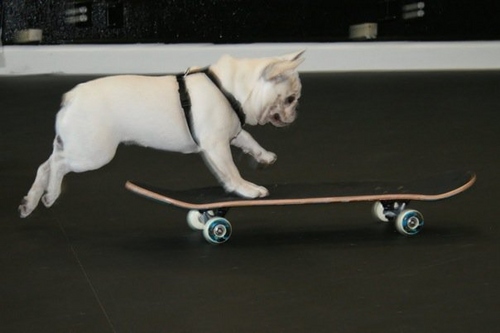 Frenchie on Skate Board